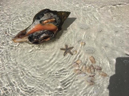 finding helmet conch, sand dollars sea glass and shells in Eleuthera
